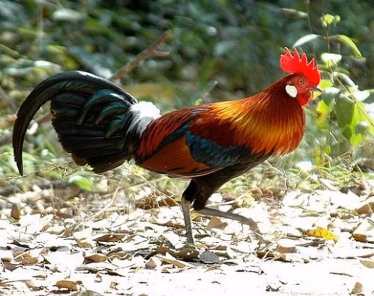 Gà rừng ngũ sắc: Có tiếng gáy vang, màu lông đẹp, thịt thuộc diện thơm ngon. Loài gà rừng tự nhiên rất hiếm và đắt đỏ, thịt dai và thơm ngon khác hơn so với gà thông thường và gà rừng nuôi.