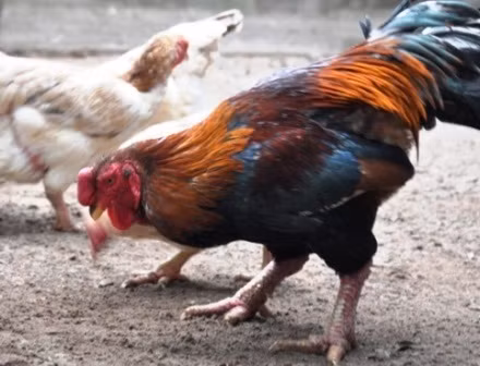 Thịt gà Mía thơm, ngon, có vị đậm, dai, da gà ăn rất giòn, đặc biệt là gà trống thiến. Giá gà Mía khoảng từ 150.000-200.000 đồng/kg. Gà Mía là giống gà đặc sản của vùng đất Đường Lâm (Sơn Tây, Hà Nội). Ngày xưa, đây là sản vật tiến vua.