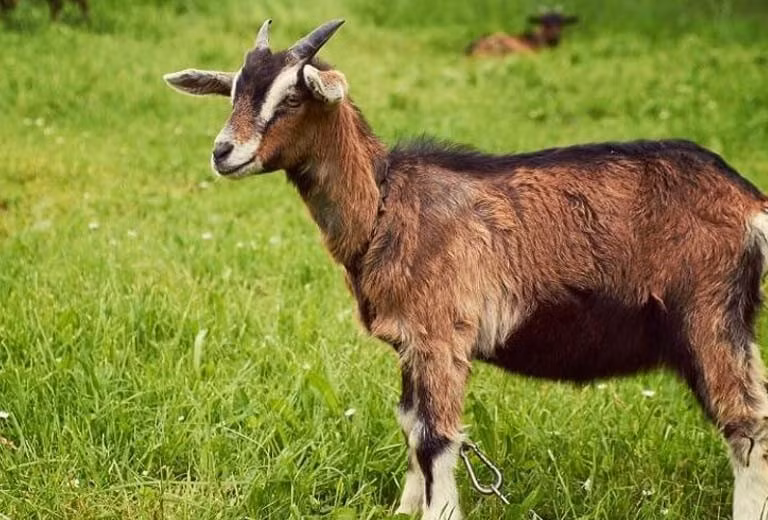 Có thể nói, Tết Giáp Thìn 2024 với con giáp này sẽ ngập trong sự giàu sang, đủ đầy. (Thông tin trong bài mang tính tham khảo, chiêm nghiệm).