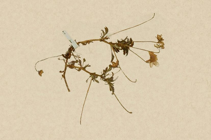 Sau đó, một số người có thể đã cố gắng nuôi chúng trong vườn của họ, nhưng ngay cả những nỗ lực này cũng thất bại vào năm 1950. Điều khiến loài thực vật nhỏ bé này bị tàn phá là do việc khai thác chính loại đá vôi mà nó thích sống và trớ trêu thay, lại bị các nhà thực vật học thu thập quá mức. Ảnh: HowStuffWorks