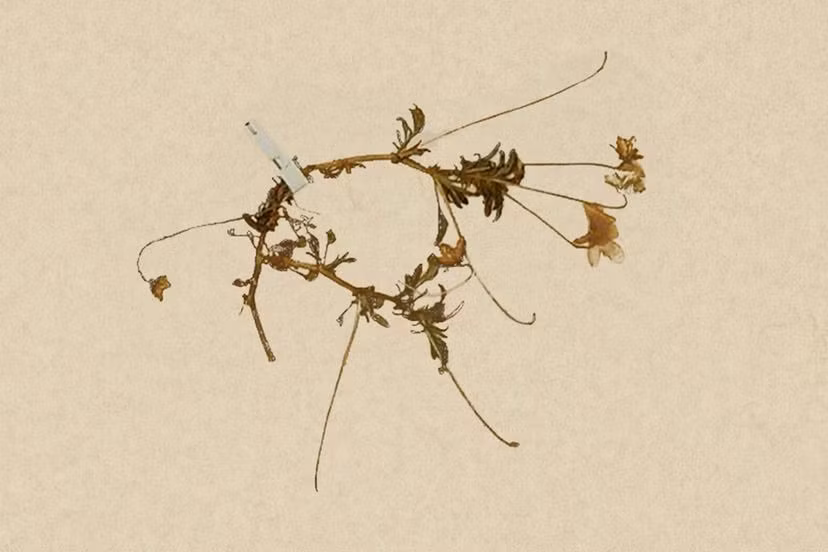 Sau đó, một số người có thể đã cố gắng nuôi chúng trong vườn của họ, nhưng ngay cả những nỗ lực này cũng thất bại vào năm 1950. Điều khiến loài thực vật nhỏ bé này bị tàn phá là do việc khai thác chính loại đá vôi mà nó thích sống và trớ trêu thay, lại bị các nhà thực vật học thu thập quá mức. Ảnh: HowStuffWorks