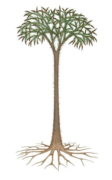 8.Lepidodendron: Thân cây cao tới 30 mét, nhưng chỉ những mẫu vật cao nhất mới phân nhánh để lộ ra những chùm lá dài, hẹp, giống như cỏ. Phần còn lại trông giống như những cột điện thoại cao với kết cấu da cá sấu. Đây là những cây Lepidodendron, một loài thực vật hiện đã tuyệt chủng sinh sống ở các vùng đầm lầy, vùng trũng thấp cách đây khoảng 299 đến 359 triệu năm trong kỷ Carbon. Ảnh: iStock