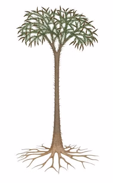 8.Lepidodendron: Thân cây cao tới 30 mét, nhưng chỉ những mẫu vật cao nhất mới phân nhánh để lộ ra những chùm lá dài, hẹp, giống như cỏ. Phần còn lại trông giống như những cột điện thoại cao với kết cấu da cá sấu. Đây là những cây Lepidodendron, một loài thực vật hiện đã tuyệt chủng sinh sống ở các vùng đầm lầy, vùng trũng thấp cách đây khoảng 299 đến 359 triệu năm trong kỷ Carbon. Ảnh: iStock