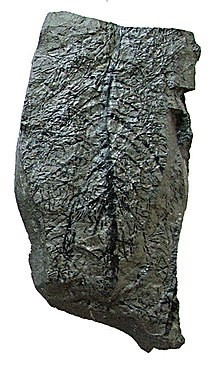 2. Calamites: Một số loài thực vật cổ xưa có họ hàng gần gũi ở thời hiện đại. Đó là trường hợp của calamites, một loài thực vật có kích thước bằng cây gỗ đã tuyệt chủng, sinh sôi nảy nở trong kỷ Carbon khoảng 250 đến 360 triệu năm trước. wikipedia