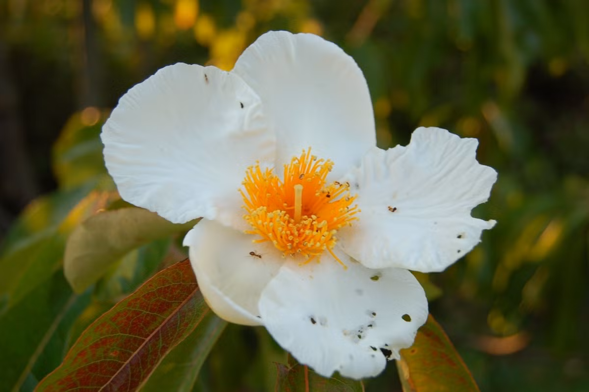 7. Franklin: Nhà thực vật học John Bartram và con trai ông William khi đang đi du lịch qua Georgia vào năm 1765 thì họ phát hiện ra một loại cây bụi xinh đẹp với những bông hoa trắng thơm dọc theo bờ sông Altamaha. Họ đặt tên nó là cây Franklin theo tên người bạn thân của họ. Ảnh: wikipedia