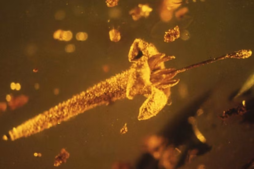 10: Strychnos electri: Tiến sĩ Lena Struwe, một nhà thực vật học tại Đại học Rutgers đã chỉ định đây là loại cây trồng ra hoa: Strychnos, một nhóm thực vật độc hại dùng để tạo ra thuốc diệt chuột strychnine.Cô đã so sánh nó với hàng trăm mẫu vật trước khi kết luận nó là một giống đã tuyệt chủng sống cách đây khoảng 15 đến 45 triệu năm. Và cái tên "electri?" Nó xuất phát từ tiếng Hy Lạp "elektron", có nghĩa là "hổ phách". Ảnh: HowStuffWorks