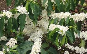 3. Coffea lemblinii: Nhà thực vật học người Pháp Auguste Chevalier lần đầu tiên mô tả lemblinii vào năm 1907 và người ta chưa thấy nó kể từ đó. Một bụi cây nhỏ có hoa màu trắng và vỏ bong tróc, từng mọc trong các khu rừng ở vùng Vallee de l'Agnieby của Bờ Biển Ngà. Nó cao tới 1 mét và ra hoa vào tháng 1 . Mặc dù khó có thể biết chắc chắn nhưng lemblinii được cho là đã tuyệt chủng; tất cả những gì còn sót lại của loài này chỉ là một mẫu tiêu bản duy nhất. Ảnh: Medium