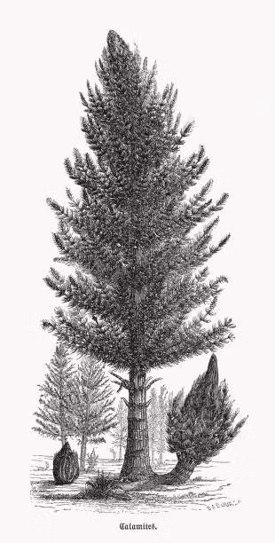 Thân cây Calamite bao gồm các đoạn rỗng, tạo cho chúng hình dáng bên ngoài giống tre. Ở vòng phân chia giữa mỗi đoạn, những cành mảnh mai xiên lên trên, phân nhánh thêm vài lần nữa trước khi kết thúc thành chùm lá hình kim. Toàn bộ cây cao từ 10 đến 20 mét và được neo bởi một thân rễ khổng lồ, hoặc thân ngầm, cho phép nó nảy mầm các bản sao của chính nó (là cây duy nhất trong thời kỳ có khả năng đó). Ảnh: iStock