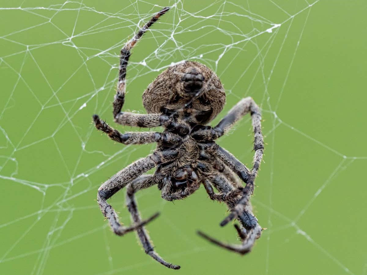 Người ta đã quan sát thấy nhện dệt lưới bắt đom đóm đực và khiến chúng nhấp nháy theo các kiểu tín hiệu thường được con cái sử dụng. Kết quả là gì? Nhiều đom đóm đực hơn, bị dụ đến mạng nhện, bằng một cái bẫy ngọt ngào ghê rợn. Không rõ ràng về cách những con nhện kích hoạt các kiểu nhấp nháy giống như con cái ở đom đóm đực, nhưng nghiên cứu mới chỉ ra một nguyên nhân và kết quả rõ ràng. Ảnh:New Scientist