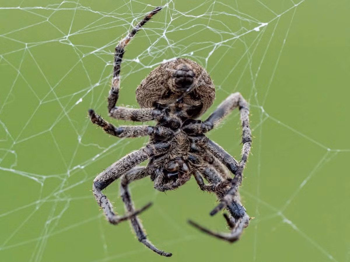 Người ta đã quan sát thấy nhện dệt lưới bắt đom đóm đực và khiến chúng nhấp nháy theo các kiểu tín hiệu thường được con cái sử dụng. Kết quả là gì? Nhiều đom đóm đực hơn, bị dụ đến mạng nhện, bằng một cái bẫy ngọt ngào ghê rợn. Không rõ ràng về cách những con nhện kích hoạt các kiểu nhấp nháy giống như con cái ở đom đóm đực, nhưng nghiên cứu mới chỉ ra một nguyên nhân và kết quả rõ ràng. Ảnh:New Scientist