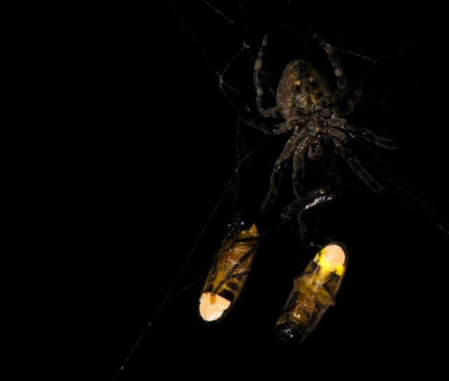 Khi bị mắc vào lưới, con đực thường phát ra tín hiệu đèn lồng đơn, xung đơn mà con cái sử dụng để thu hút bạn tình. Tuy nhiên, đây có thể là sự trùng hợp ngẫu nhiên, vì vậy các nhà nghiên cứu đã tiến hành một thí nghiệm thực địa để tìm hiểu điều gì đang xảy ra. Ảnh:ScienceAlert