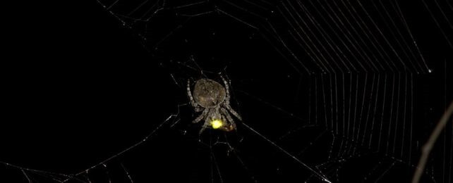 Nếu xét riêng lẻ, điều này có thể không có ý nghĩa gì nhiều. Nhưng trong những chuyến thám hiểm sau đó, ông cũng phát hiện ra điều tương tự. Hiếm khi thấy đom đóm cái mắc vào lưới. Các nhà nghiên cứu đã dành nhiều đêm để nghiên cứu loài nhện và phát hiện ra rằng hành vi của đom đóm thậm chí còn kỳ lạ hơn. Ảnh:ScienceAlert