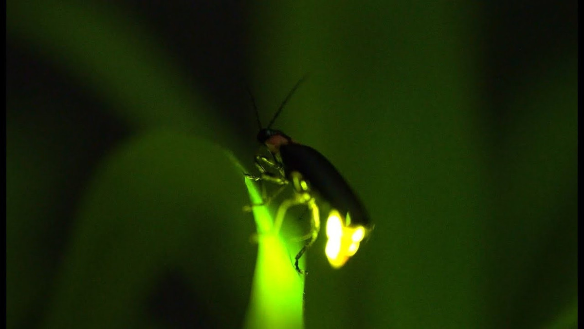 Khi ra hiệu cho nhau để giao phối, đom đóm đực và cái thực hiện theo trình tự cụ thể. Đom đóm đực sử dụng hai đèn lồng ở bụng để tạo ra chuỗi xung tín hiệu đa dạng. Ngược lại, đom đóm cái sử dụng một đèn lồng duy nhất để tạo ra tín hiệu xung đơn. Theo cách này, côn trùng có thể phân biệt tín hiệu giữa con đực và con cái, và tìm thấy nhau trong bóng tối. Ảnh:The Coloradoan
