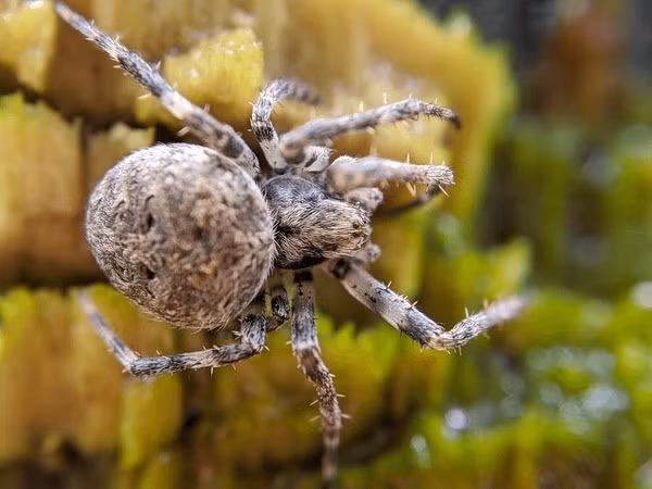 Và việc điều khiển một con côn trùng sống, quằn quại, đáng thương để dụ đồng loại đến cái chết của chính chúng là một cấp độ hoàn toàn khác của sự độc ác. Có lẽ chúng ta rất may mắn khi nọc độc của nhện dệt lưới vô hại với động vật có xương sống. Nghiên cứu đã được công bố trên tạp chí Current Biology. Ảnh:Shutterstock