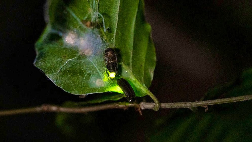 Và khi một con đom đóm phát sáng bị mắc vào mạng nhện , con nhện sẽ di chuyển vào và triển khai một cuộc tấn công quấn và cắn lặp đi lặp lại. Cuộc tấn công này chỉ diễn ra khi đom đóm nhấp nháy. Ảnh:Bluewin