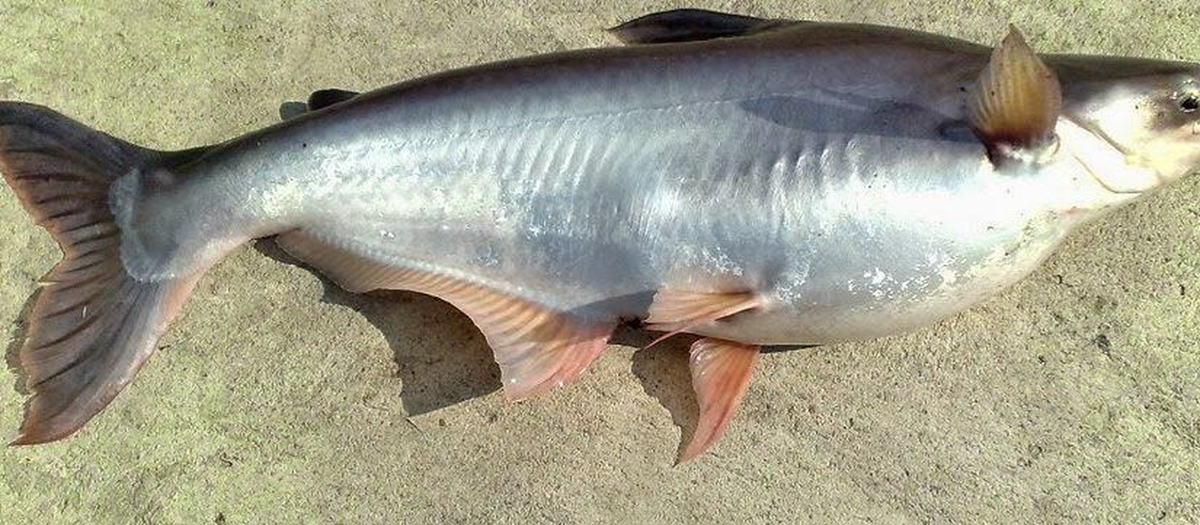 Tại Việt Nam, cá dứa xuất hiện nhiều ở Vũng Tàu, Cần Giờ... Trong tự nhiên, cá dứa sống ở tầng nước khá sâu.