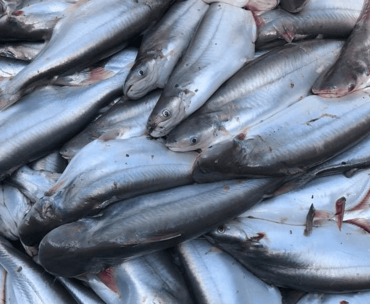 Thức ăn chủ yếu của cá dứa là động vật phù du. Ngoài ra, chúng còn ăn trái cây như mắm, bần, ổi…