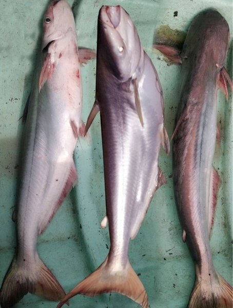 Cá dứa là loài cá được người dân miền Nam rất ưa chuộng bởi thịt cá không tanh, thịt săn chắc, trắng hồng, ít mỡ và thơm ngọt.