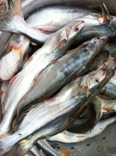 Trên thị trường, cá dứa tự nhiên hàng tươi được bán với giá 300.000-400.000 đồng/kg, cá một nắng giá từ 450.000-700.000 đồng/kg, tùy từng thời điểm.