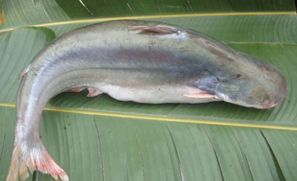 Cá dứa có hình dáng rất giống với cá tra nhưng thịt thơm ngon hơn.