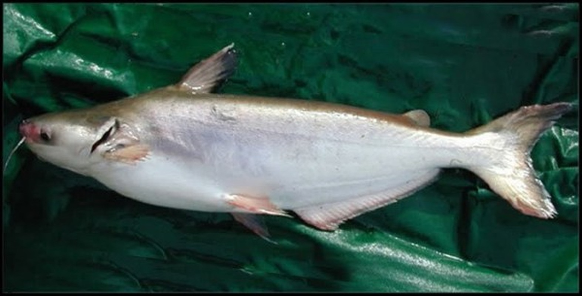 Trên thế giới, cá dứa phân bố chủ yếu ở Indonesia, Malaysia và một số nước khác.