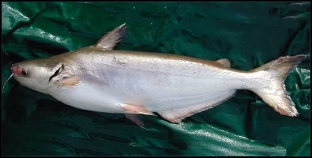 Trên thế giới, cá dứa phân bố chủ yếu ở Indonesia, Malaysia và một số nước khác.