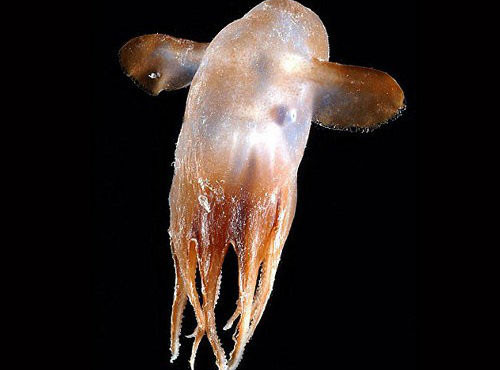 9. Bạch tuộc Dumbo: Loài bạch tuộc Dumbo (Grimpoteuthis sp) sống ở các vùng nước sâu trong lòng đại dương. Chúng có vây nhô ra trên đầu giống như tai con voi dùng để bơi. Chiều dài thân bạch tuộc có thể lên tới 1,8 m.