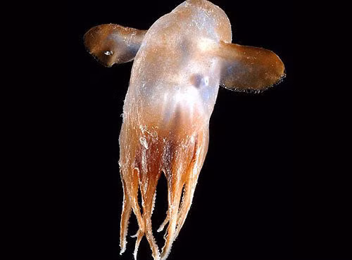 9. Bạch tuộc Dumbo: Loài bạch tuộc Dumbo (Grimpoteuthis sp) sống ở các vùng nước sâu trong lòng đại dương. Chúng có vây nhô ra trên đầu giống như tai con voi dùng để bơi. Chiều dài thân bạch tuộc có thể lên tới 1,8 m.