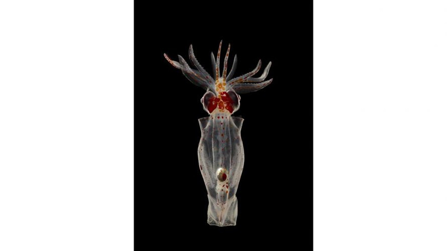 4. Mực mắt đen trong suốt: Có đặc trưng nổi bật là đôi mắt to tròn đen tuyền.