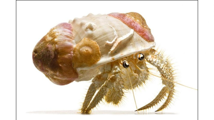 7. Cua vàng ẩn sĩ (Hermit Crab): Thường sống trong vỏ ốc hay vật rỗng. Phần bụng của chúng thường mềm và không được bảo vệ.