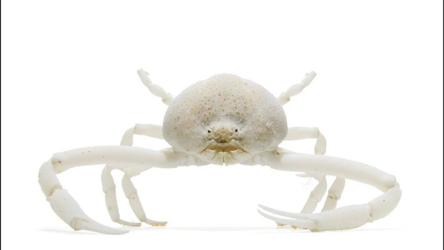 6. Cua nhện biển trắng: Có hình dáng pha trộn giống loài nhện, khuôn mặt hài hước.