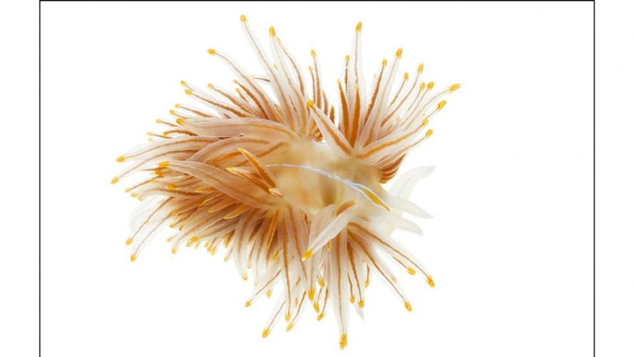 5. Sên biển Nudibranch: Có hình dáng nhiều màu bắt mắt. Loài này có thể sử dụng màu sắc sặc sỡ của cơ thể để ngụy trang tránh kẻ thù.