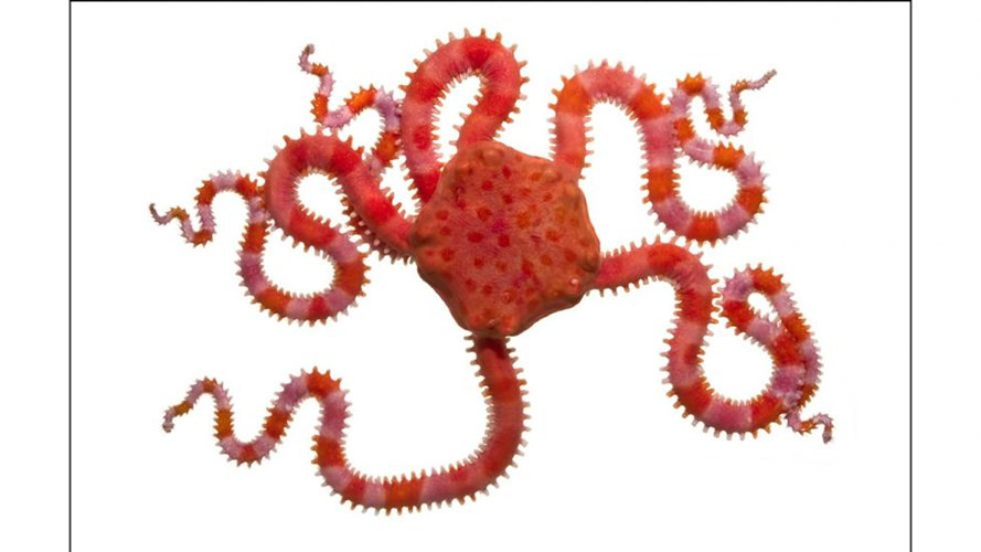 3. Sao biển giòn: Có cấu trúc cơ thể ở dạng đối xứng tỏa tròn. Chúng có thể sử dụng kết hợp của cả 5 xúc tu ngoằn ngoèo của cơ thể để di chuyển theo bất cứ hướng nào muốn.