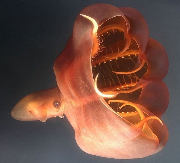 8. Mực quỷ: Tên khoa học Vampyroteuthis dài 15cm, sống ở độ sâu 600–900m trở xuống, chúng không có túi mực, thân có hai rìa lớn, mình trơn và nhũn dễ bị nhầm là sứa. Mực quỷ trông rất dữ dằn với đôi mắt hình cầu to bằng mắt của một con chó lớn. Các xúc tu phủ đầy gai trông giống như những chiếc răng nhọn khiến chúng có biệt danh là "mực quỷ".