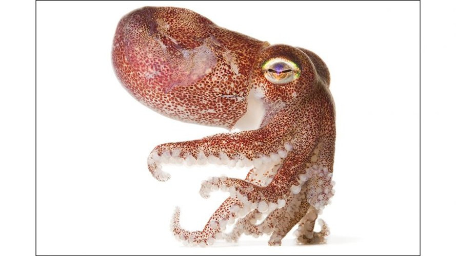 2. Mực mụ: Có hình dáng vừa giống bạch tuộc, vừa giống mực. Loài này chủ yếu ăn tôm và các động vật giáp xác nhỏ.