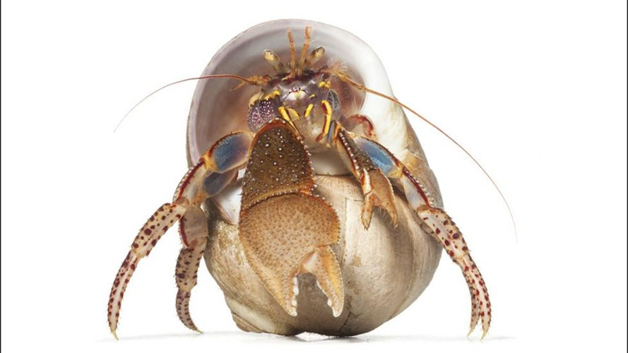 Bức chân dung đáng kinh ngạc về một con cua ẩn sĩ đang vươn mình ra khỏi vỏ ốc.