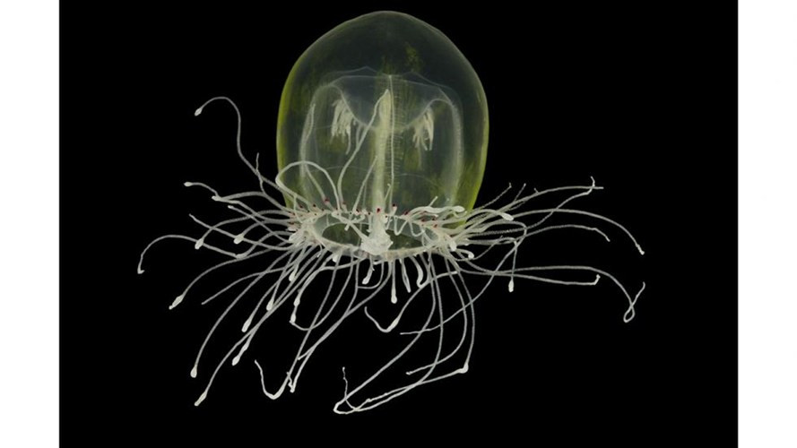 1. Sứa mắt đỏ Medusa: Là một trong những động vật đẹp nhất bờ biển Thái Bình Dương tạo sự thu hút với những đốm mắt màu đỏ xung quanh các xúc tu.