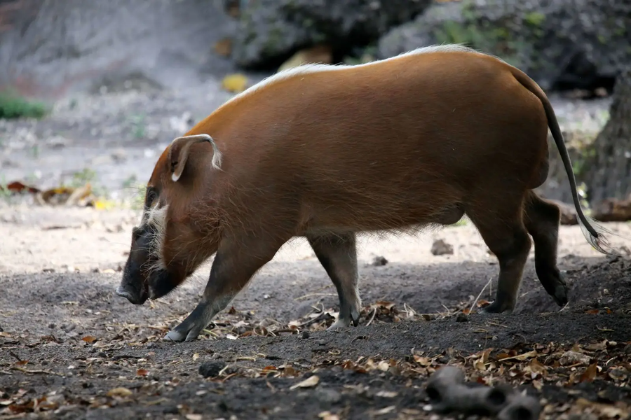 Mối đe dọa lớn nhất đối với lợn lông đỏ là hoạt động săn bắt vì loài vật này là một trong những loài chính bị săn bắt cho mục đích thương mại trong hoạt động buôn bán thịt rừng ở hầu hết Trung Phi.