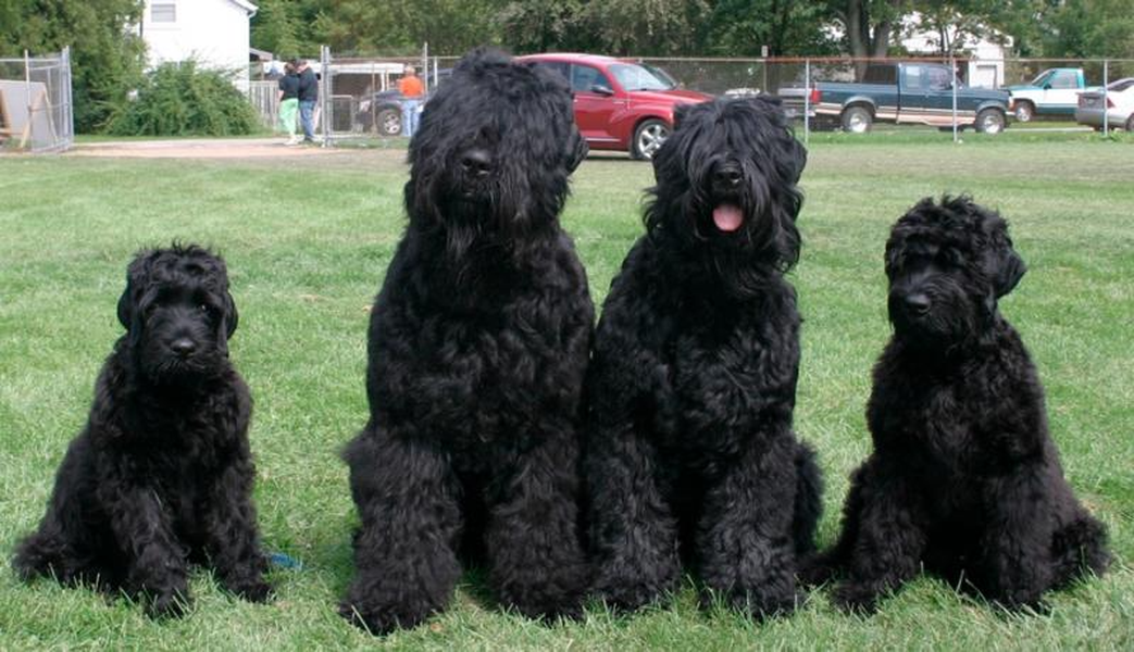 Những nhà nhân giống đã chọn loài Schnauzers lớn, Rottweiler, Airedale, và chó lội nước Nga (Russian Water Dog) và nhiều loài có liên quan, tất cả xấp xỉ 20 loài để tạo ra loài chó sục Nga đen.