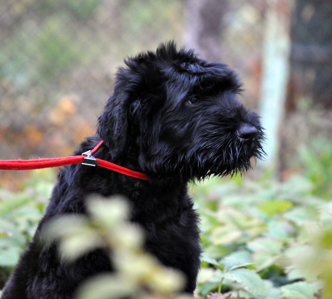 Kết quả là đã tạo được một giống chó to lớn, mạnh mẽ, tinh thần cao, luôn sẵn sàng làm việc và chịu đựng những sự biến đổi khí hậu ở Nga.