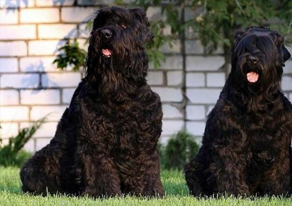Chó sục Nga đen hay còn gọi là chó 'Black Russian Terrier' là giống chó có xuất xứ ở Nga từ thời Liên Xô cũ và chúng được Hiệp hội Chó giống Mỹ công nhận vào năm 2004.