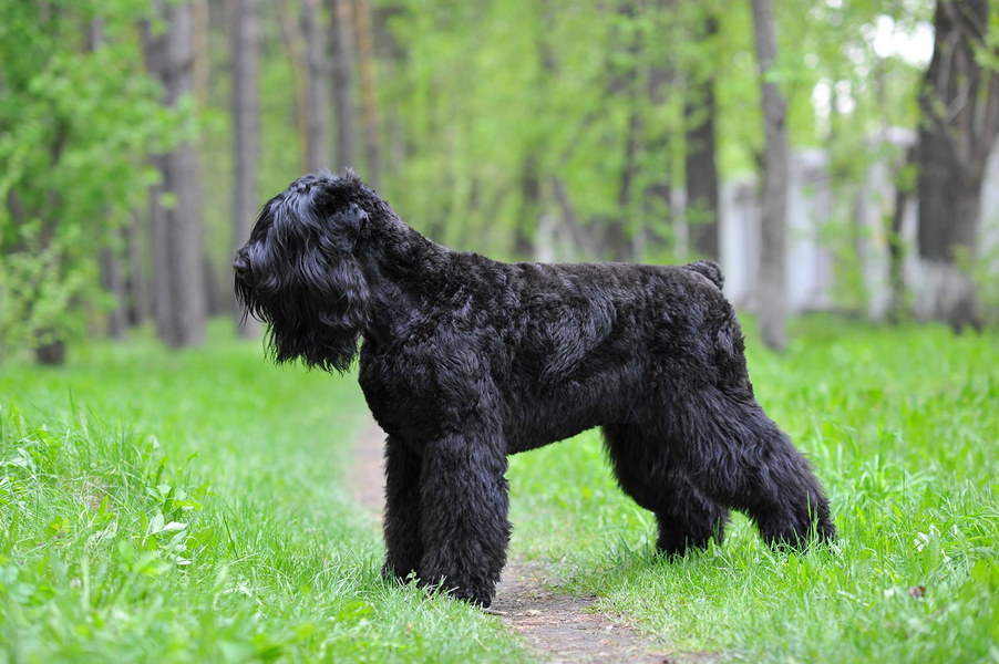 Black Russian Terrier có tất cả những khả năng của chó Berger Đức mà không quá hung dữ. Một chú chó sục Nga đen sẽ cao khoảng 64 – 74cm và nặng tầm 36-65kg.