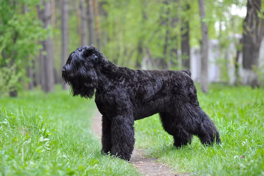 Black Russian Terrier có tất cả những khả năng của chó Berger Đức mà không quá hung dữ. Một chú chó sục Nga đen sẽ cao khoảng 64 – 74cm và nặng tầm 36-65kg.