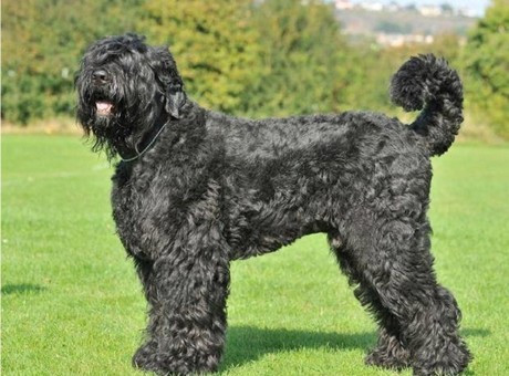 Loài chó Nga hiếm này mạnh mẽ, to lớn, vững vàng và cảnh giác, chúng sở hữu một hệ thần kinh tốt. Đầu thủ vuông vắn nên được cấu tạo một cách khỏe khoắn với hộp sọ rộng và dài.