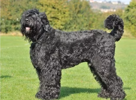 Loài chó Nga hiếm này mạnh mẽ, to lớn, vững vàng và cảnh giác, chúng sở hữu một hệ thần kinh tốt. Đầu thủ vuông vắn nên được cấu tạo một cách khỏe khoắn với hộp sọ rộng và dài.