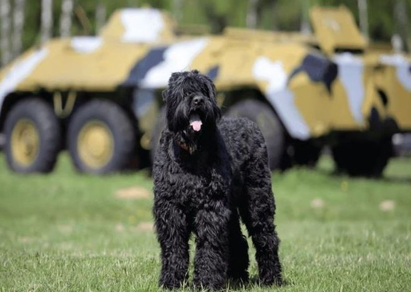 Quay lại lịch sử vào những năm 1940, Câu lạc bộ kiểm soát quân sự Sao Đỏ bắt đầu nhân giống chó cho những người có nhu cầu.