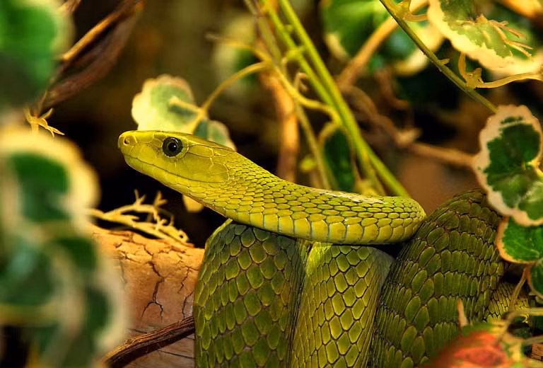 Từ 22/1 đến 28/1, tuần cuối cùng tháng 1 Dương lịch, nhờ cát tinh soi chiếu mà người tuổi Tỵ làm gì cũng thuận buồm xuôi gió. Trong công việc, con giáp này được cấp trên giao phó cho một vài công việc quan trọng. Nhờ vào sự chăm chỉ và nhanh nhạy của mình, tuổi Tỵ dễ dàng thành công và được đánh giá cao, cũng nhờ vậy mà cơ hội thăng chức tăng lương đến dễ dàng hơn.