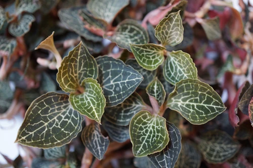 1. Lan kim tuyến Sa Pa: Tên khoa học Anoectochilus chapaensis. Đặc điểm: Ra hoa tháng 10-12 hàng năm, tái sinh bằng chồi và hạt, mọc rải rác trong rừng nơi bóng mát, ở độ cao 1.500 – 1.800m. Địa điểm phân bố: Lào Cai (Sa Pa), Thừa Thiên - Huế (Bạch Mã).