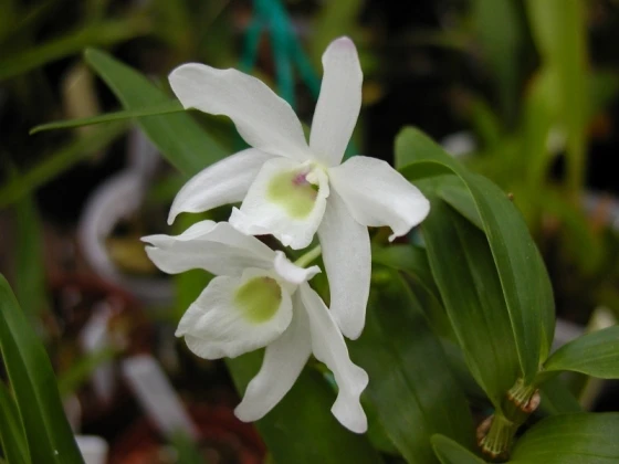 5. Lan Hoàng thảo Gia Lu: Tên khoa học Dendrobium nobile var. alboluteum. Đặc điểm: Ra hoa vào tháng 9-10, tái sinh bằng chồi và hạt, mọc bám trên các thân cây gỗ lớn trong rừng, ở độ cao 1.200m. Phân bố ở Gia Lai.