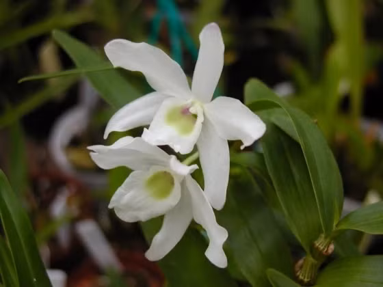 5. Lan Hoàng thảo Gia Lu: Tên khoa học Dendrobium nobile var. alboluteum. Đặc điểm: Ra hoa vào tháng 9-10, tái sinh bằng chồi và hạt, mọc bám trên các thân cây gỗ lớn trong rừng, ở độ cao 1.200m. Phân bố ở Gia Lai.